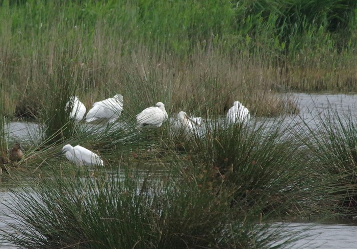 Spoonbill