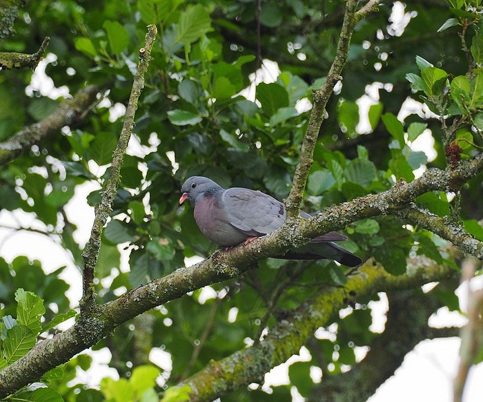 Stock Dove