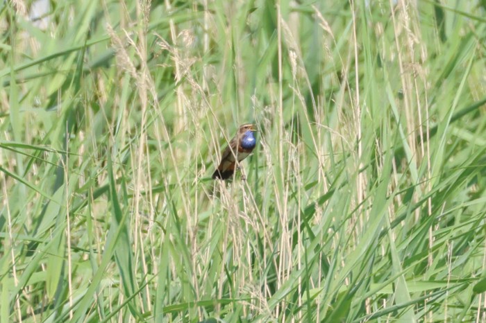 White-spotted Bluethroat