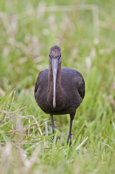 Glossy Ibis