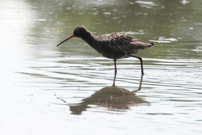 Spotted Redshank