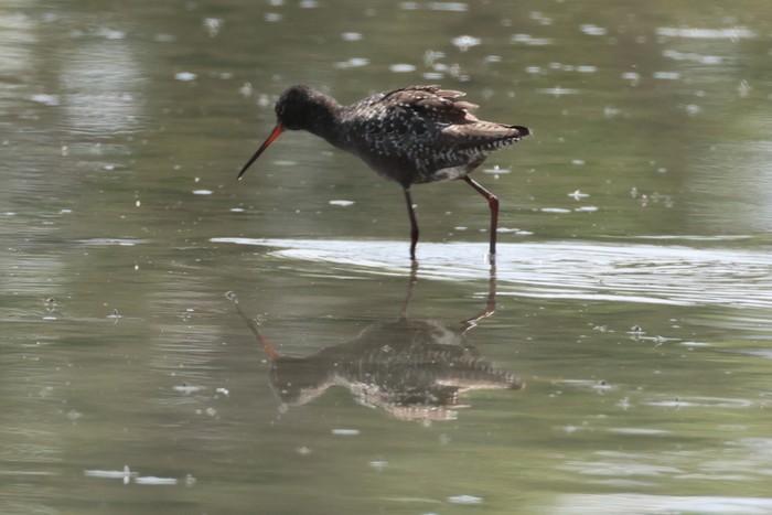 Spotted Redshank