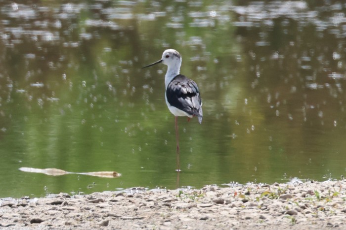 Black-winged Stilt