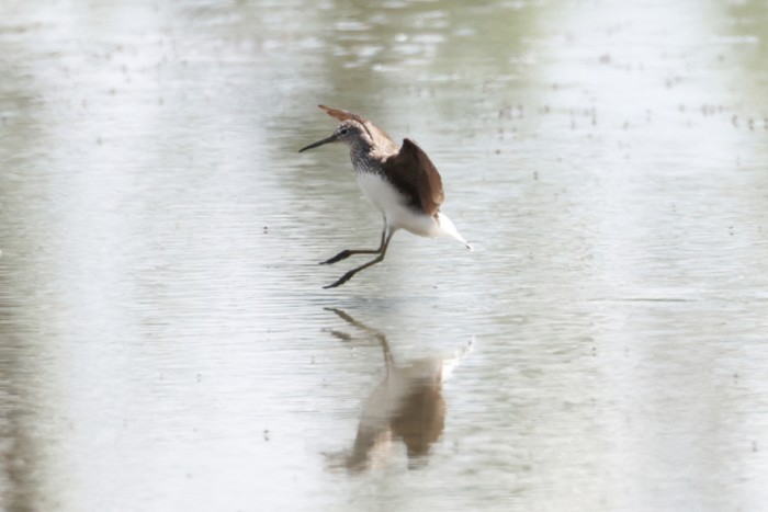 Green Sandpiper