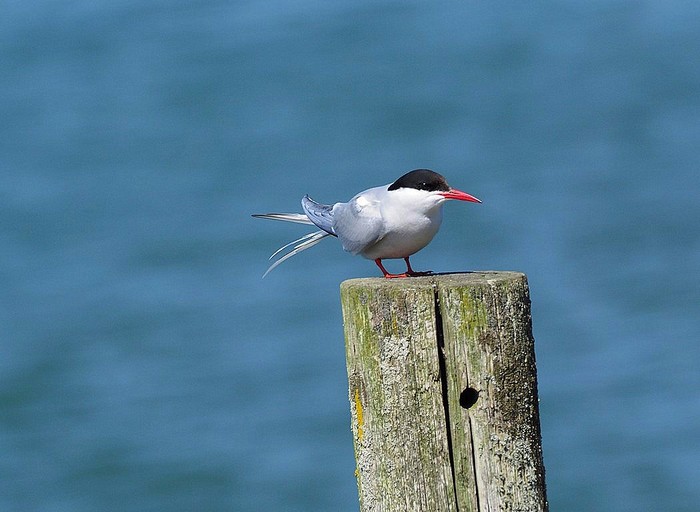 Arctic Tern