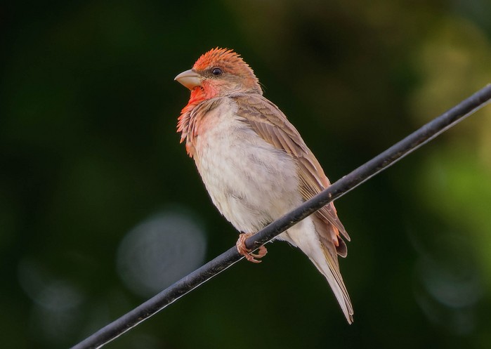 Common Rosefinch