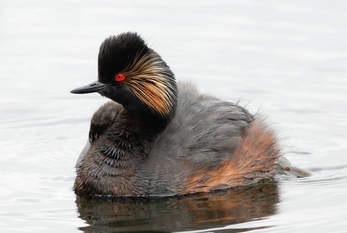Black-necked Grebe
