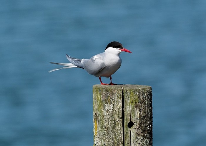 Arctic Tern