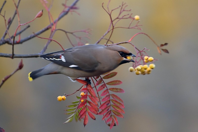 Waxwing