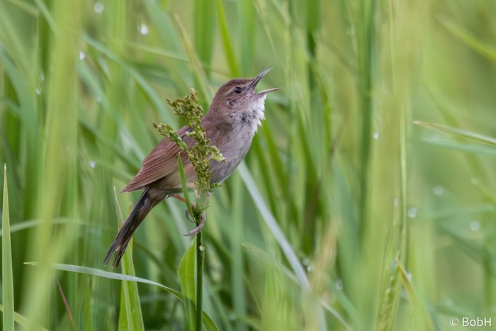 Savi's Warbler