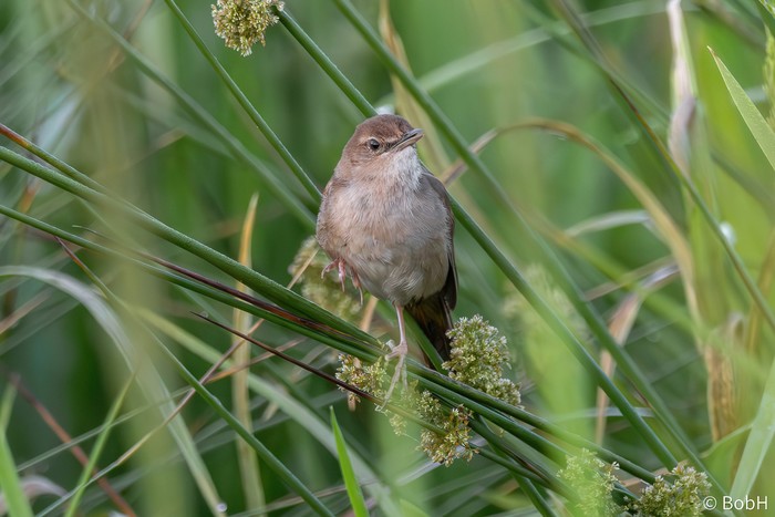 Savi's Warbler