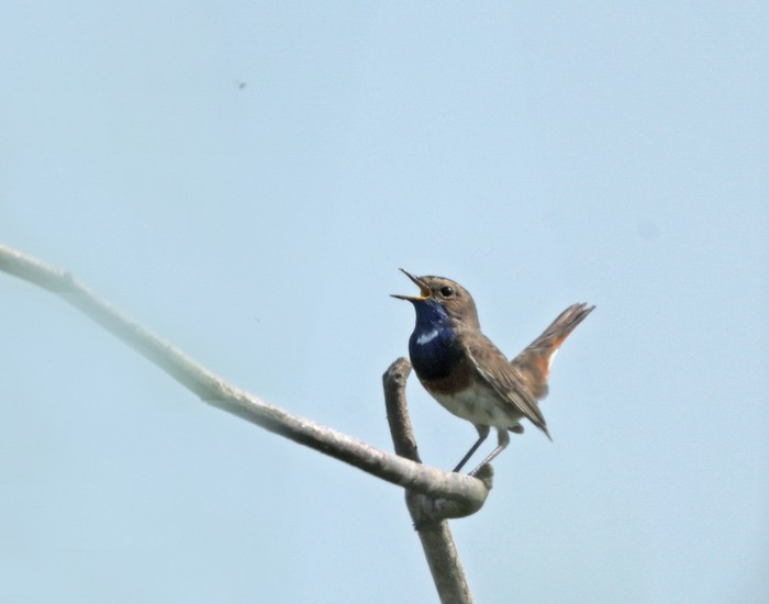 White-spotted Bluethroat