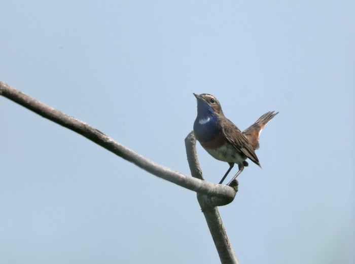 White-spotted Bluethroat