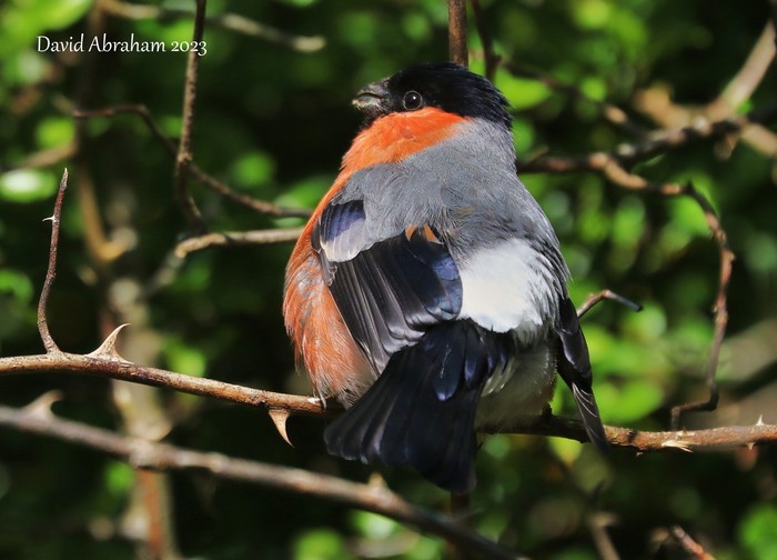 Bullfinch 