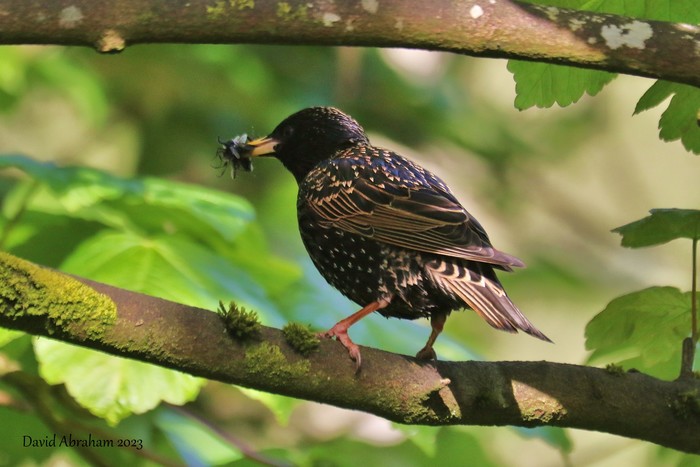 Starling 
