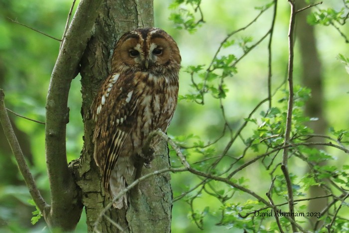 Tawny Owl 