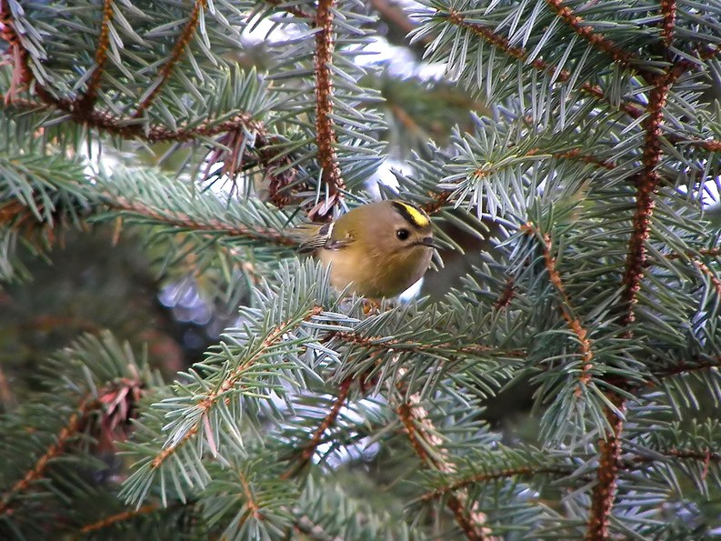 Goldcrest