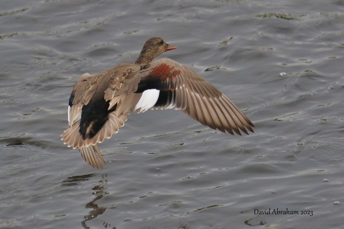 Gadwall 
