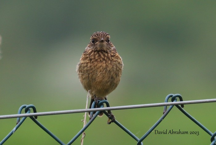 Stonechat 