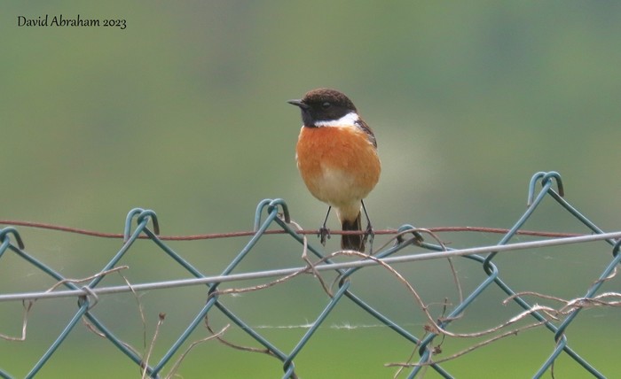 Stonechat 