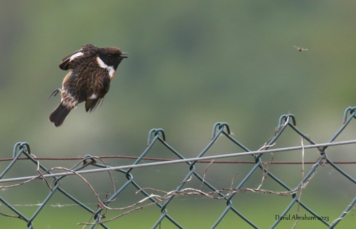 Stonechat 
