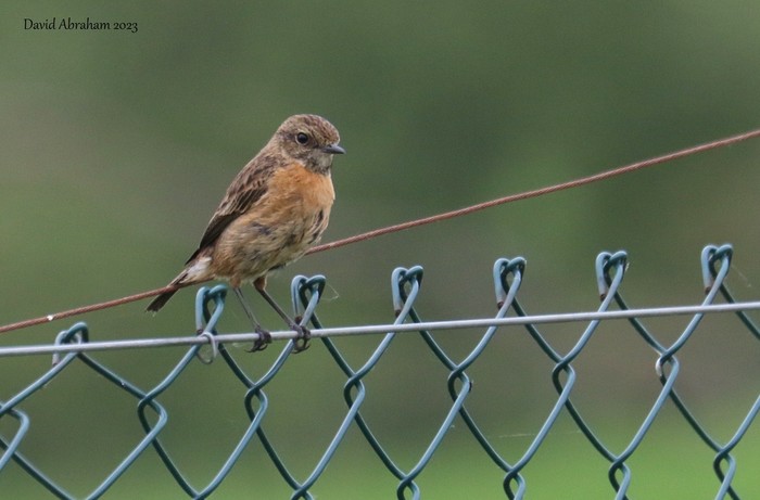 Stonechat 