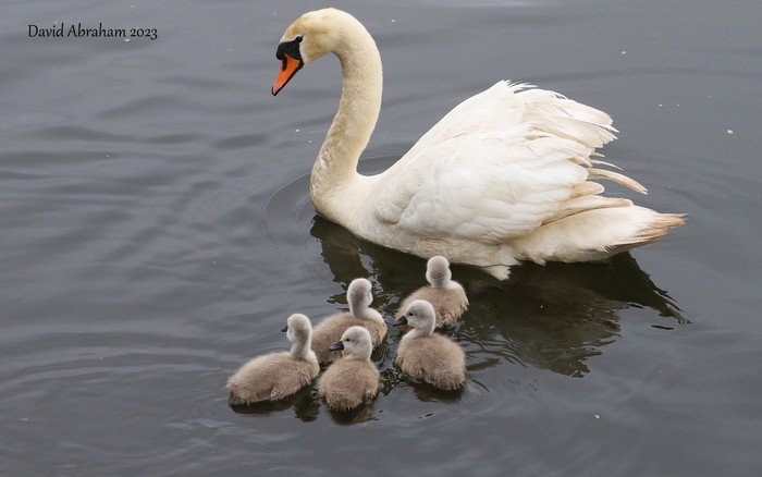 Mute Swan