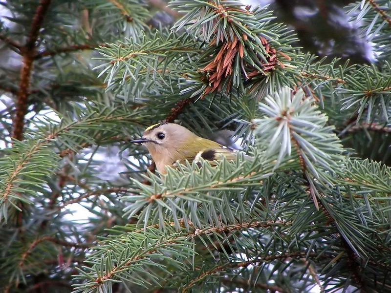 Goldcrest