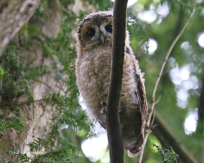 Tawny Owl 