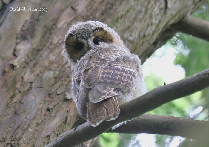 Tawny Owl 