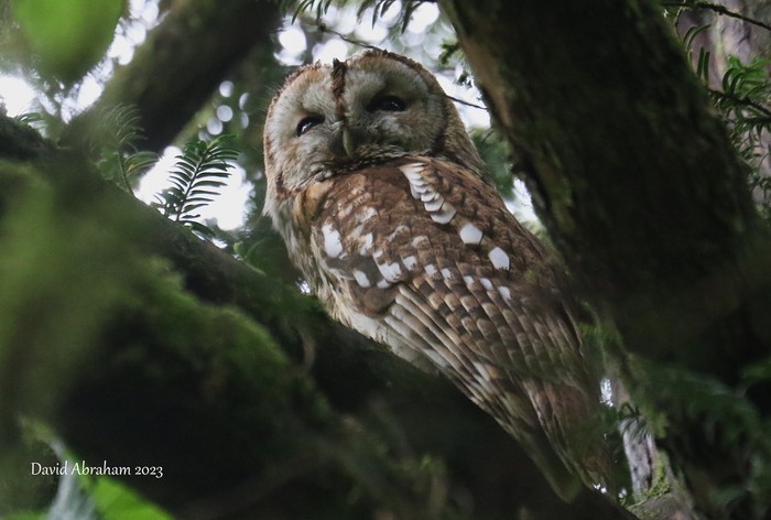 Tawny Owl 