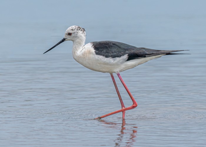 Black-winged Stilt