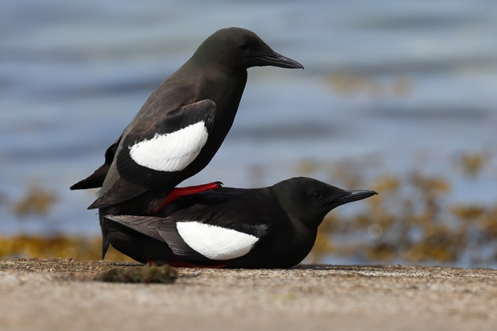 Black Guillemot
