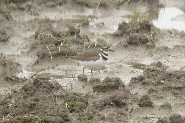 Killdeer