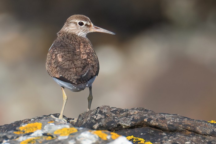 Common Sandpiper