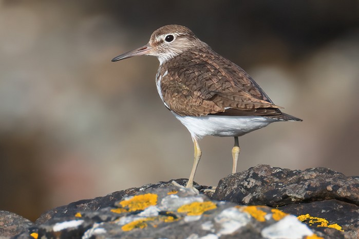 Common Sandpiper