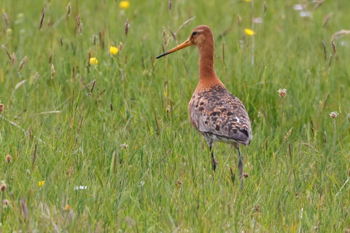 Black-tailed Godwit