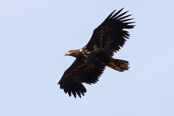 White-tailed Eagle