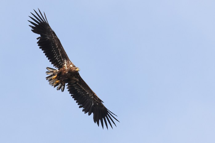 White-tailed Eagle