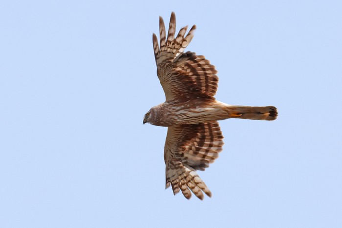 Hen Harrier