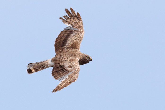 Hen Harrier
