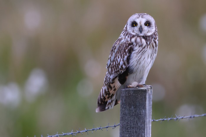 Short-eared Owl