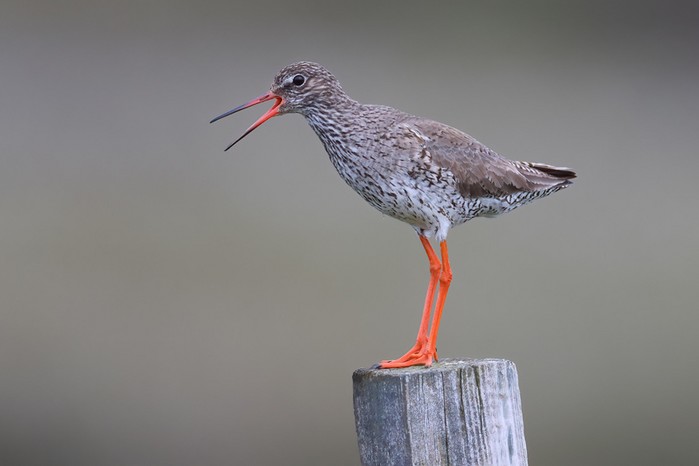 Redshank