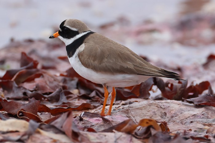 Ringed Plover