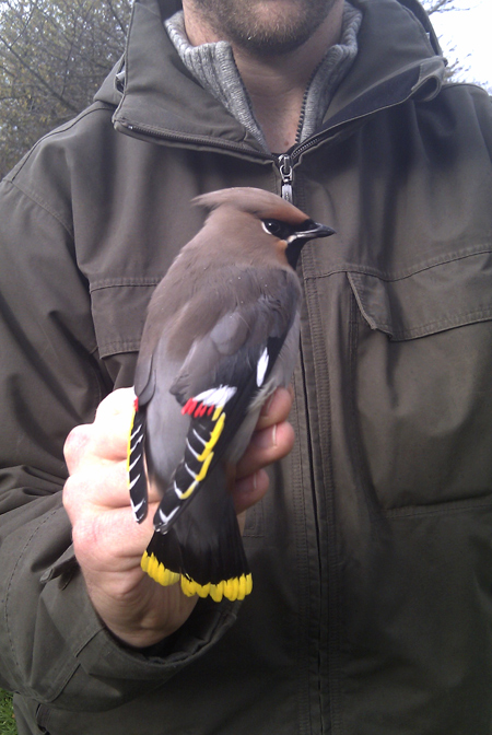 Waxwing