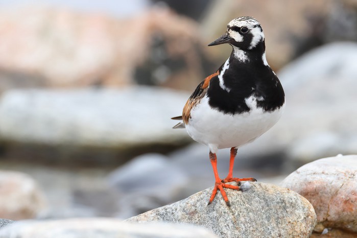 Turnstone