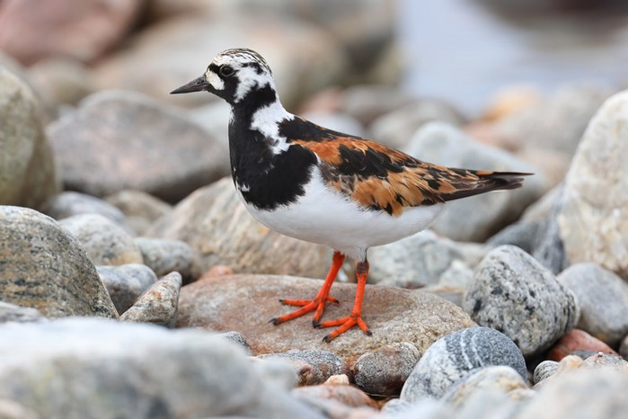 Turnstone