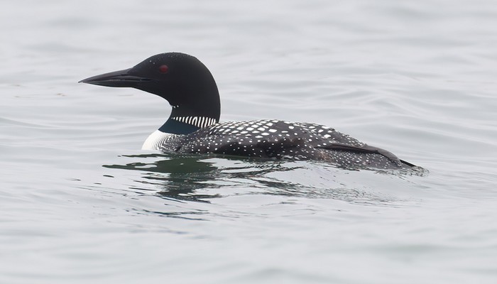 Great Northern Diver