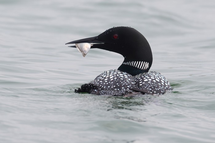 Great Northern Diver
