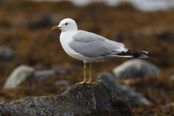 Common Gull